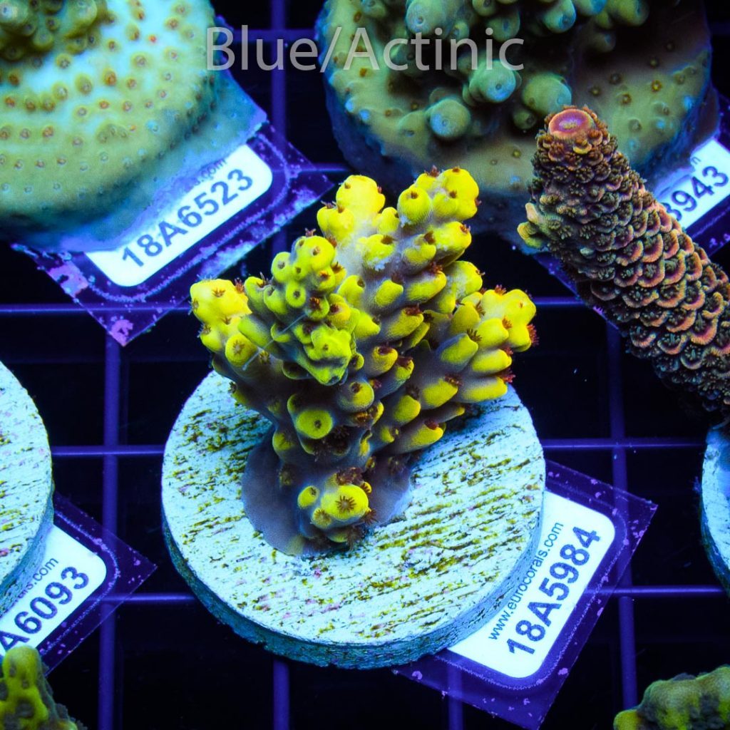 EC Yellow Pikachu Red Polyps - Image 2