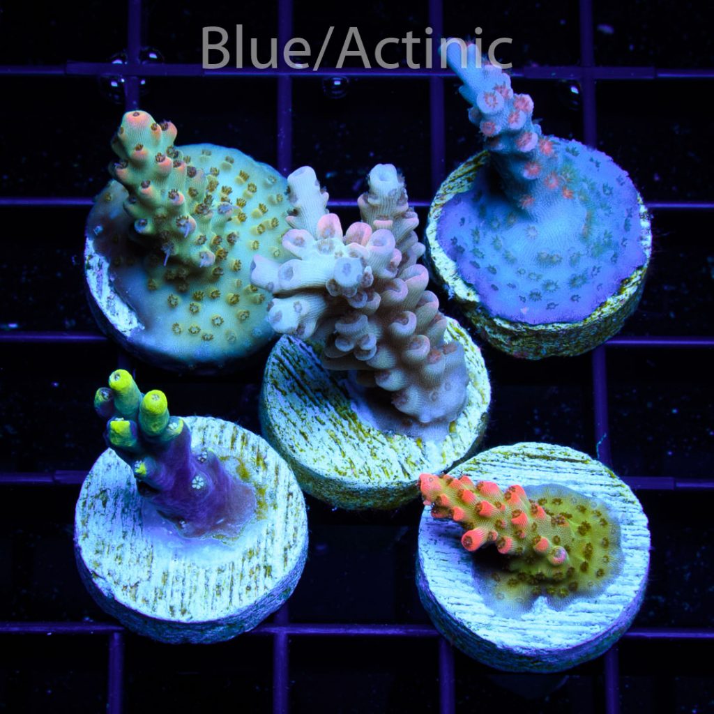 EC 5 Premium S Acro Pack - Image 2