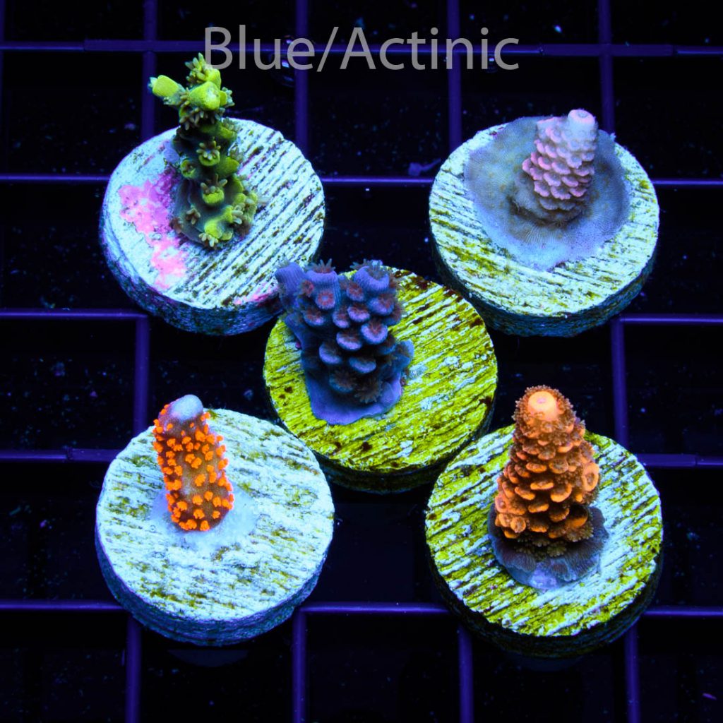 EC 5 Premium S Acro Pack - Image 2