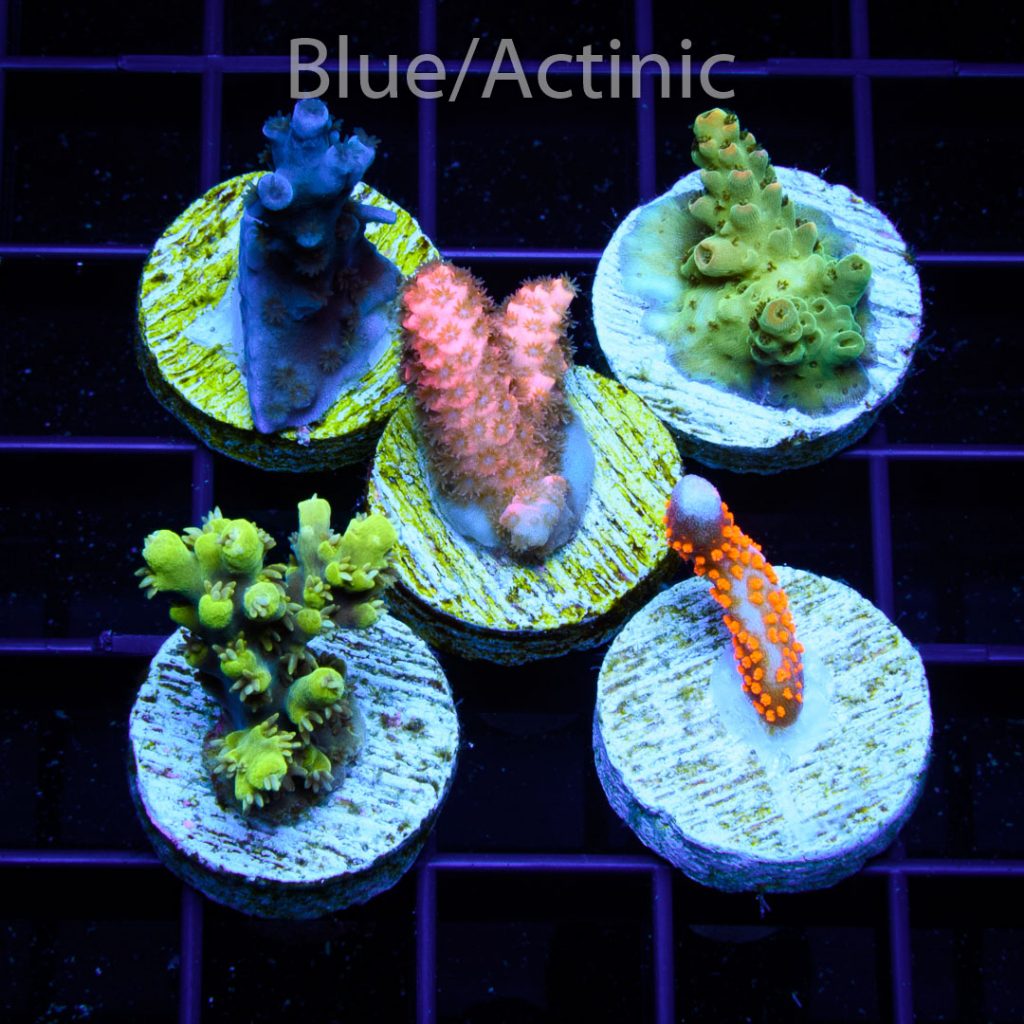 EC 5 Premium S Acro Pack - Image 2