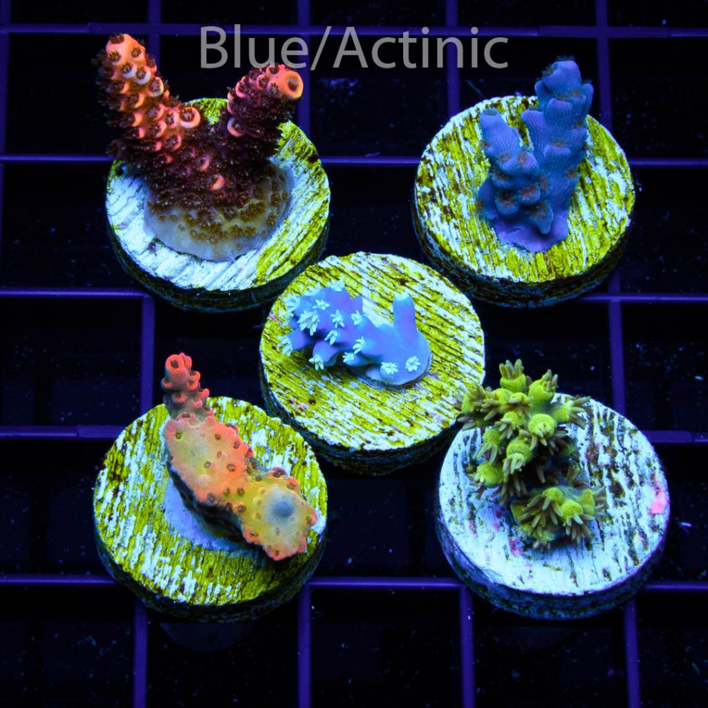 EC 5 Premium S Acro Pack - Image 2