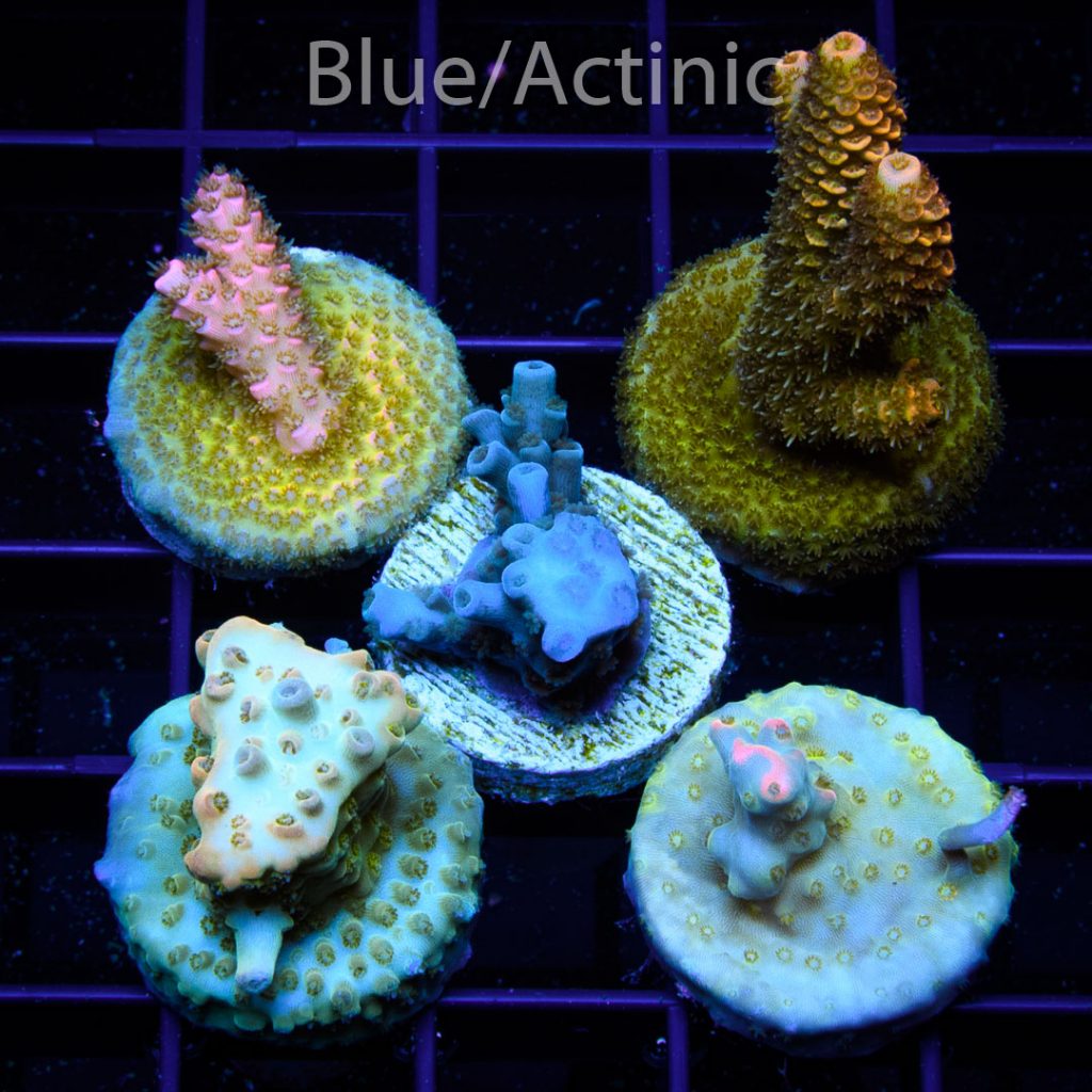 EC 5 Premium S Acro Pack - Image 2