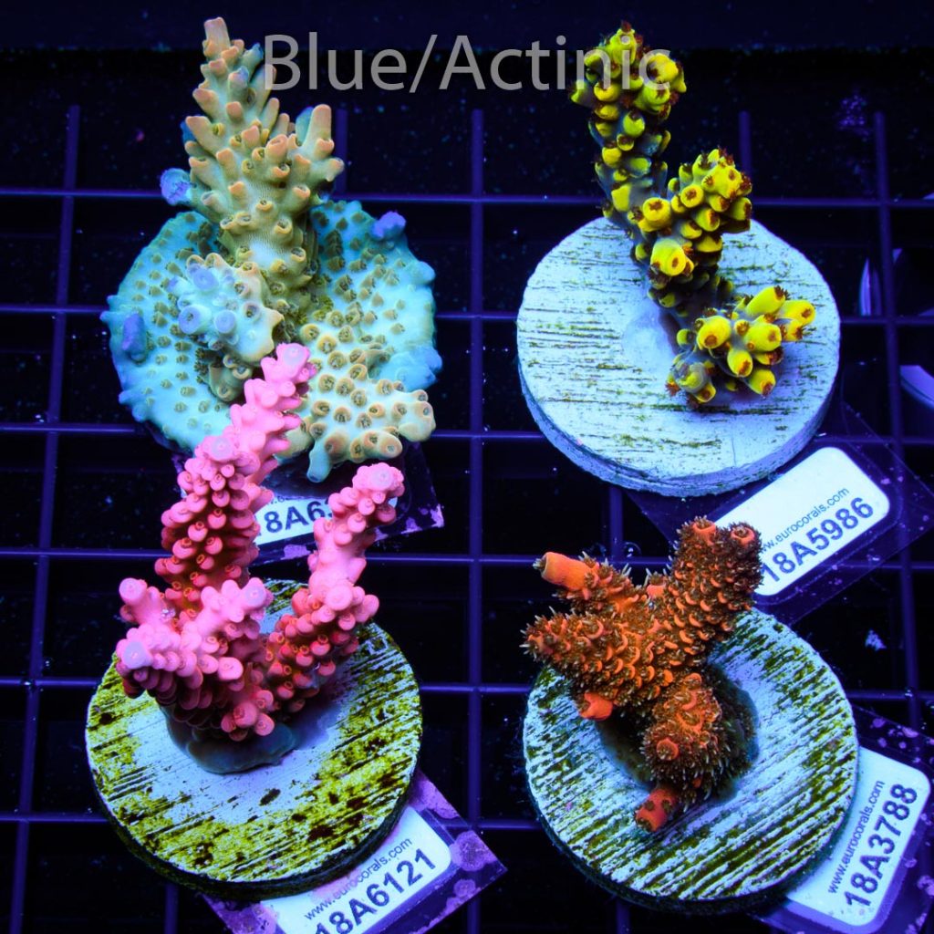 EC 4 Premium Acro Pack - Image 2
