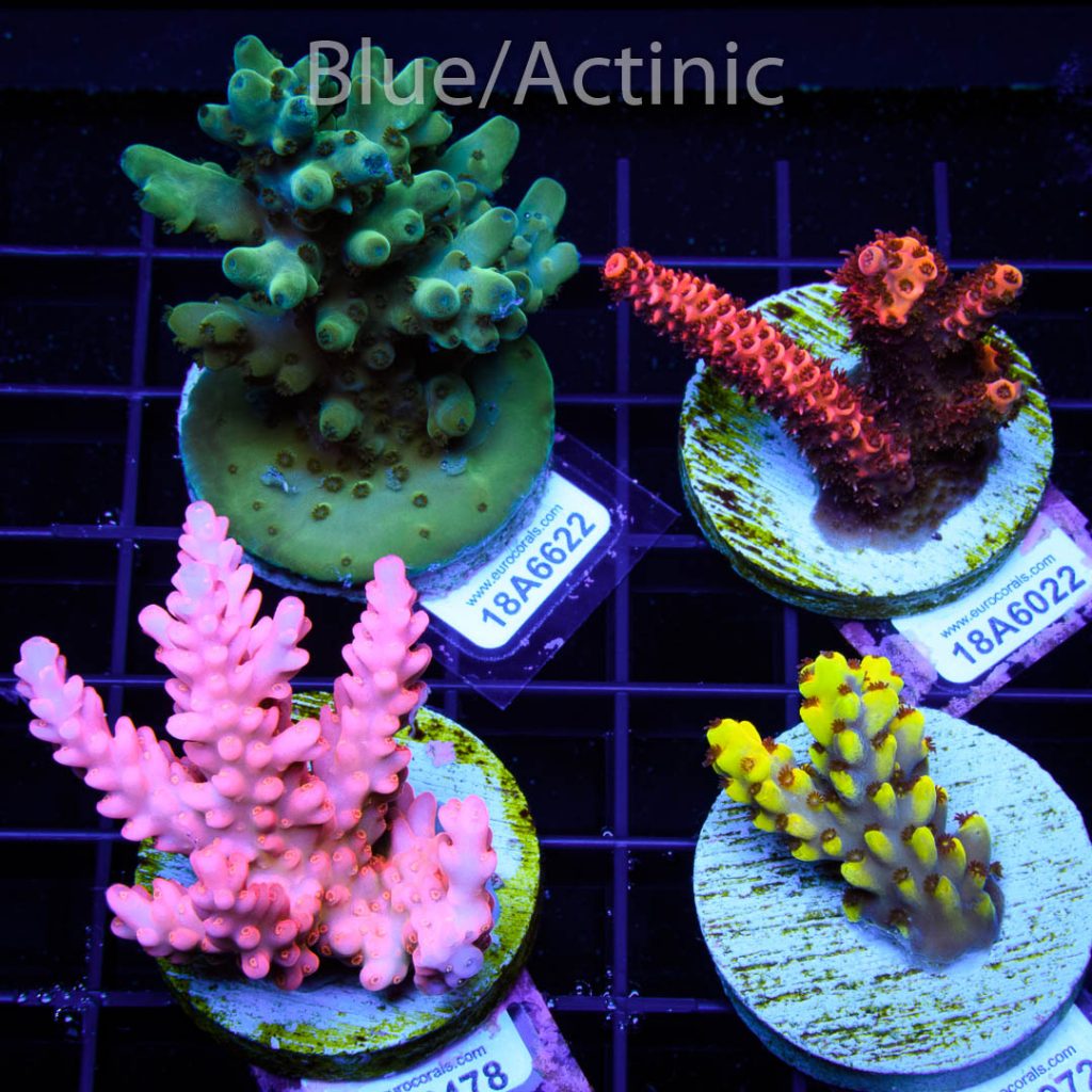 EC 4 Premium Acro Pack – Bild 2
