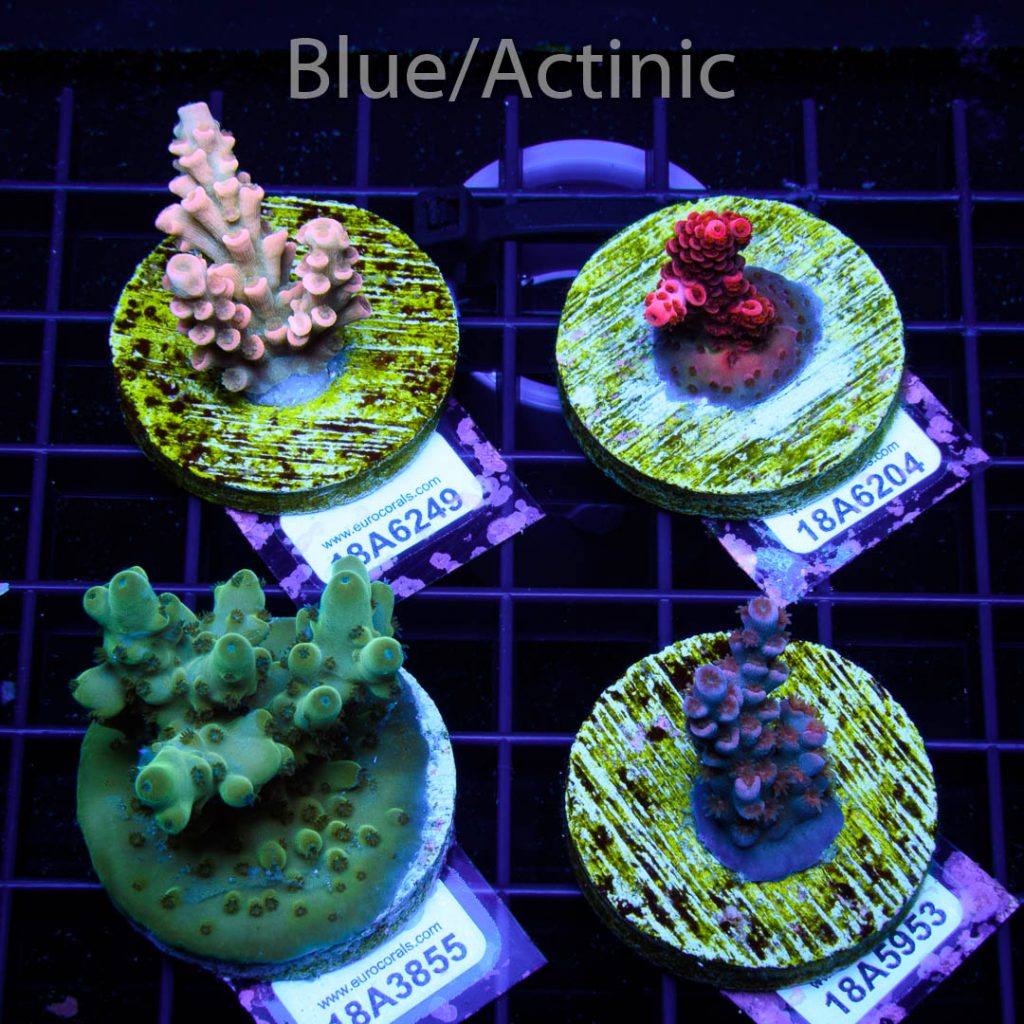 EC 4 Premium Acro Pack - Imagen 2