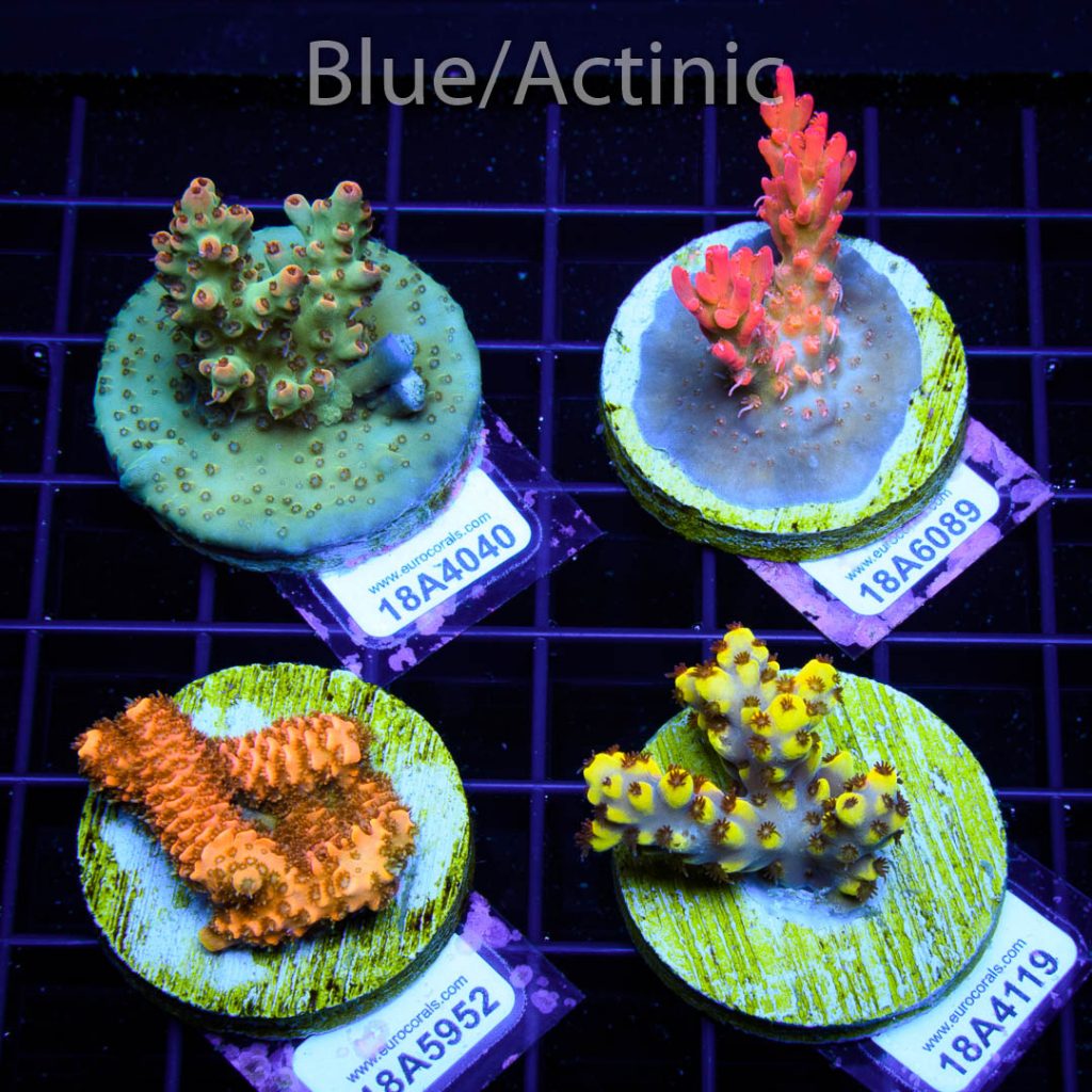 EC 4 Premium Acro Pack - Image 2