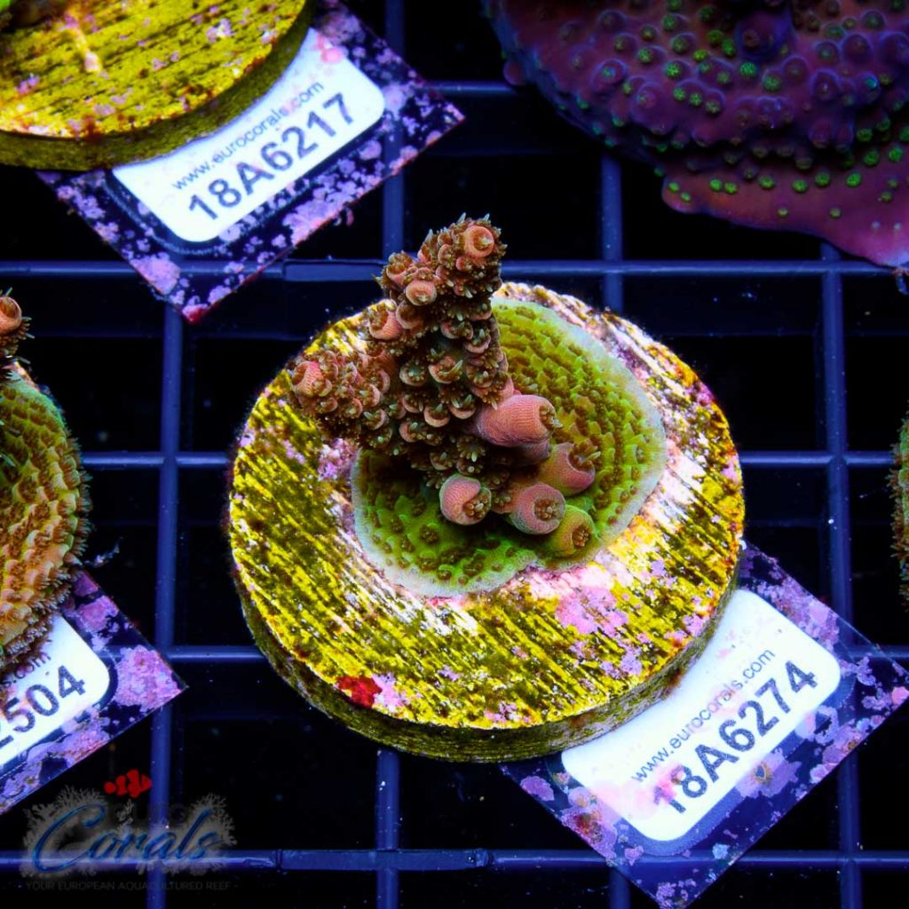 EC Sun God Prostrata