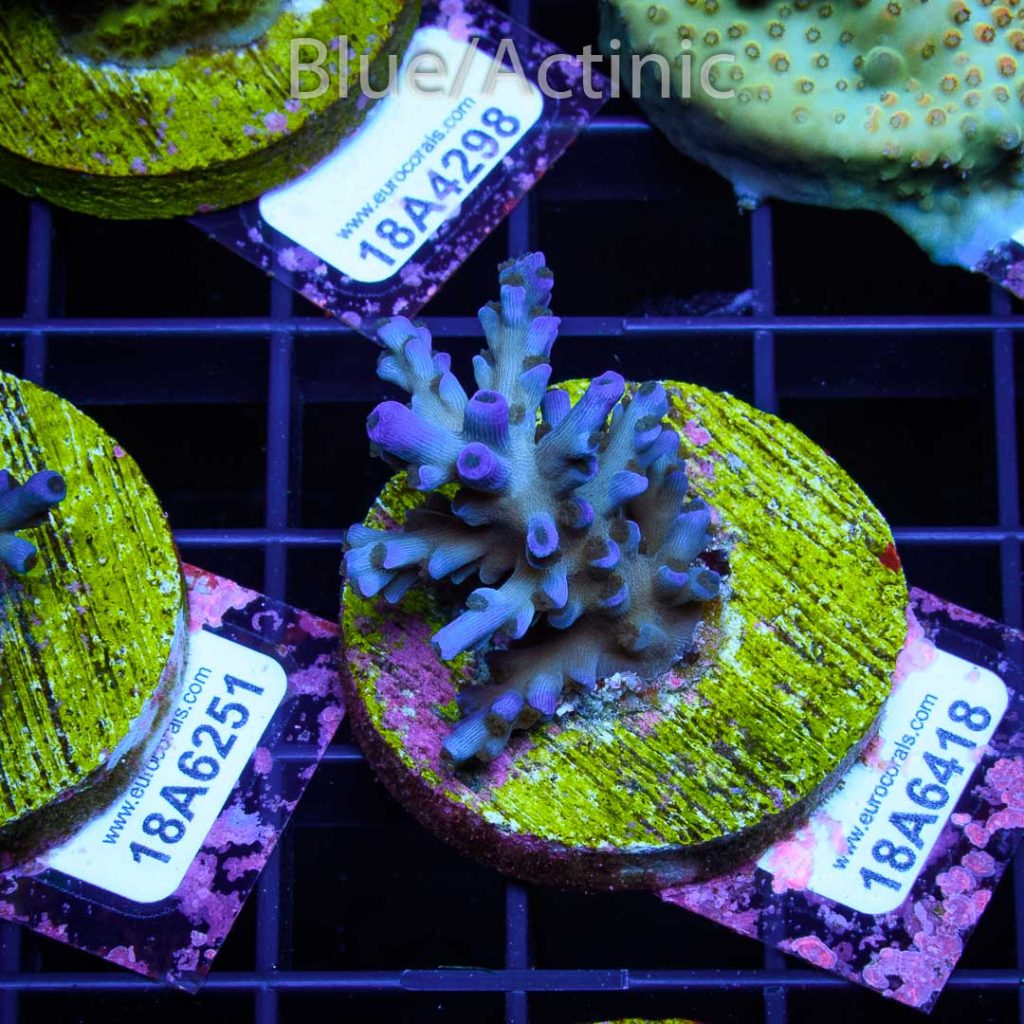 EC Icefire Echinata Boosted Blue - Image 2