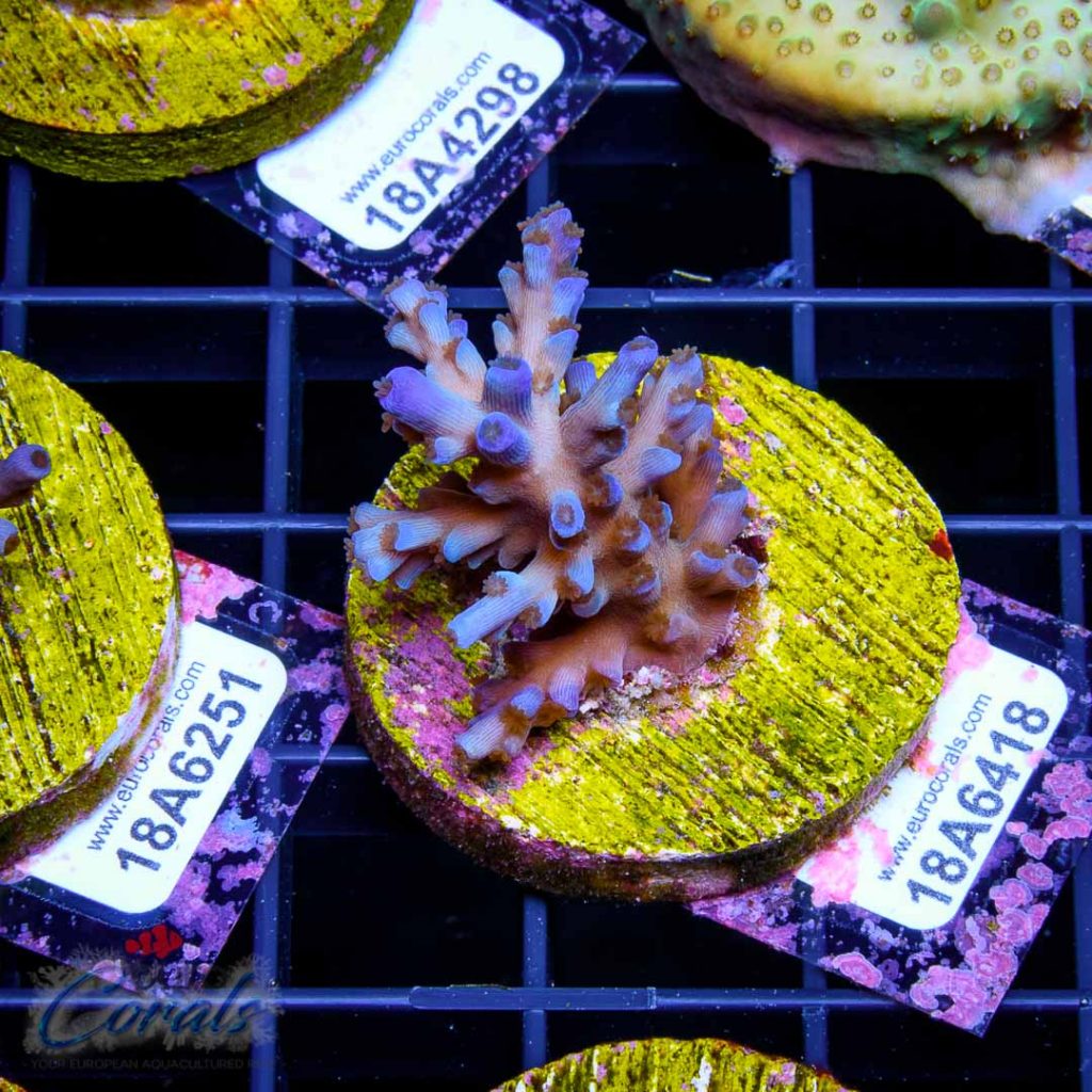 EC Icefire Echinata Boosted Blue