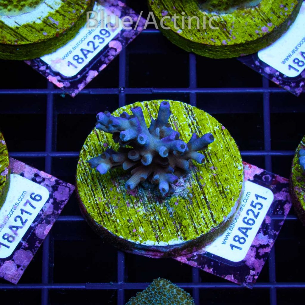 EC Icefire Echinata Boosted Blue – Bild 2