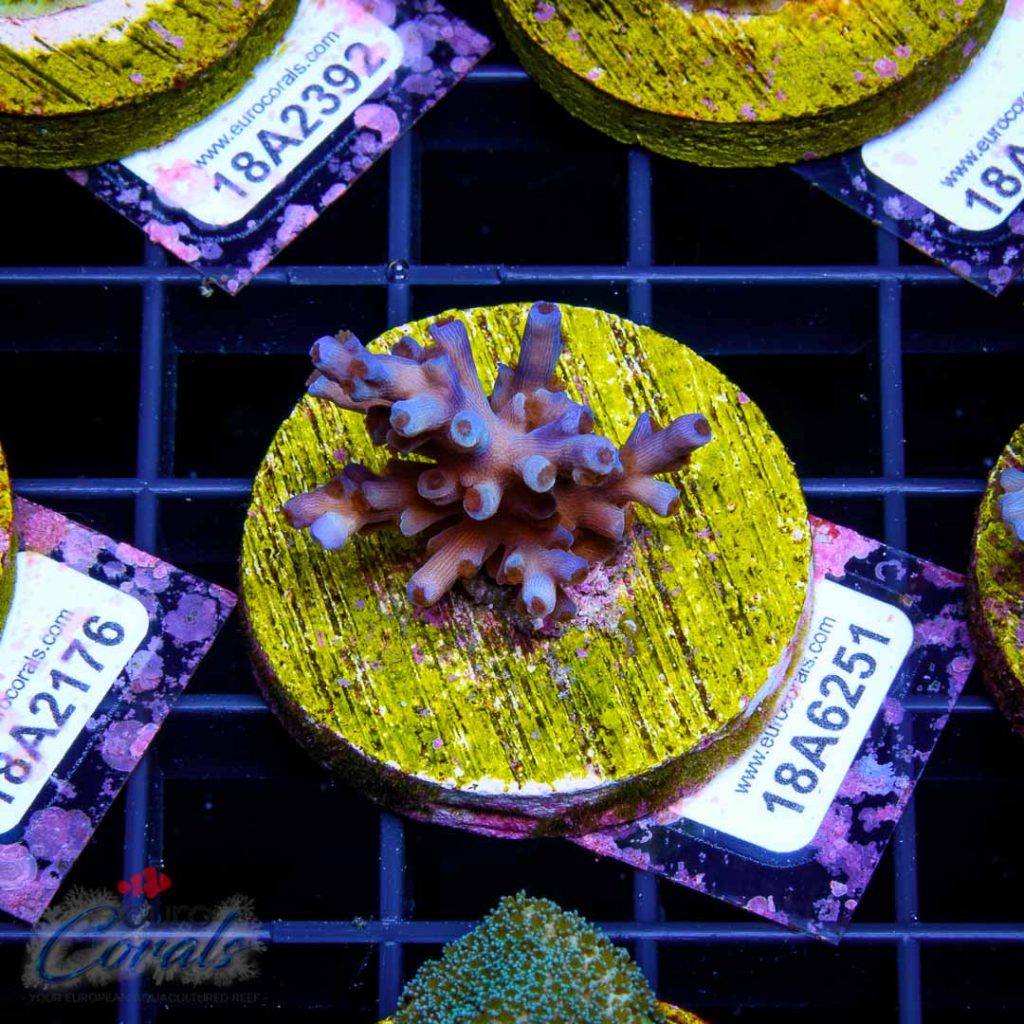 EC Icefire Echinata Boosted Blue