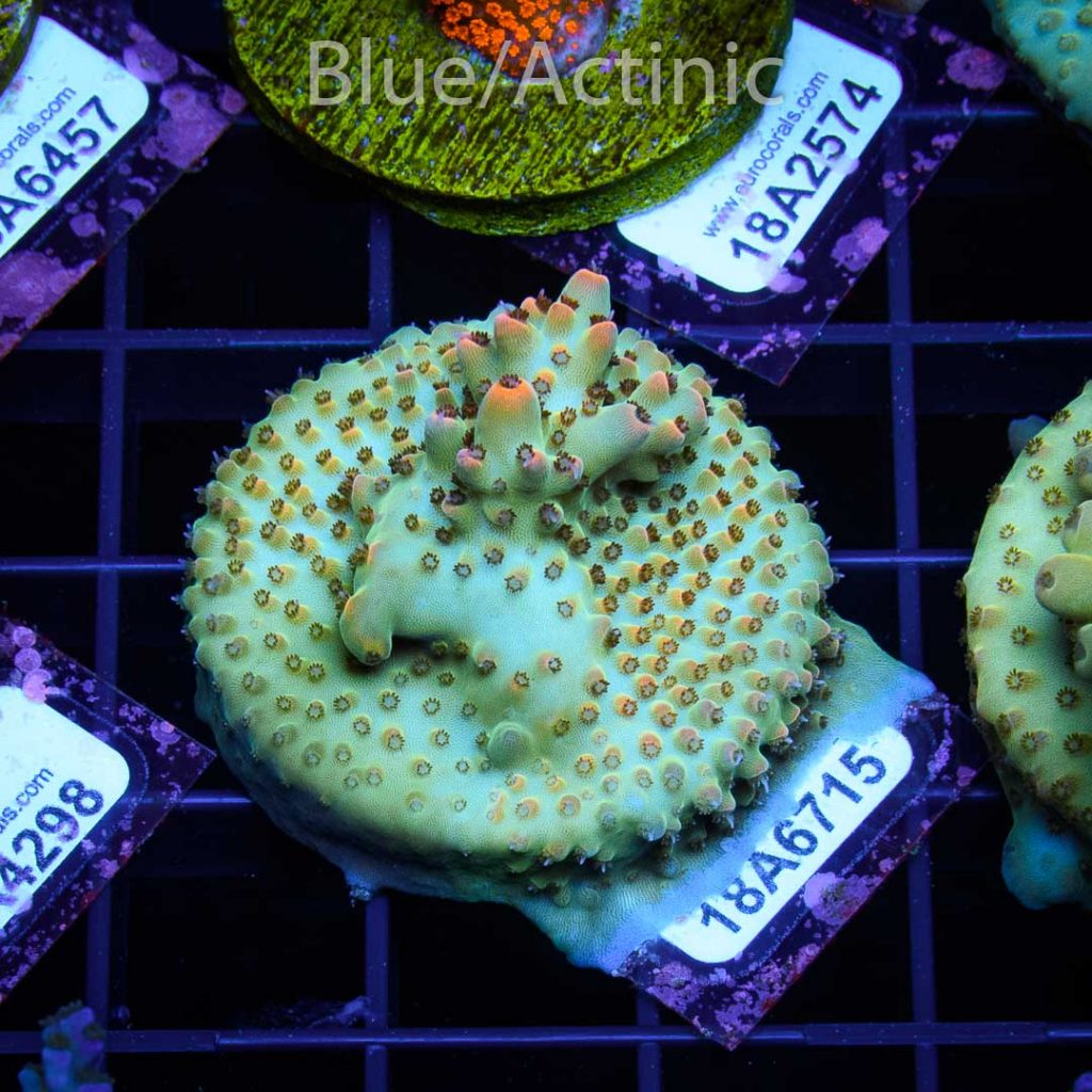 EC Amanaman Berry Acro - Image 2