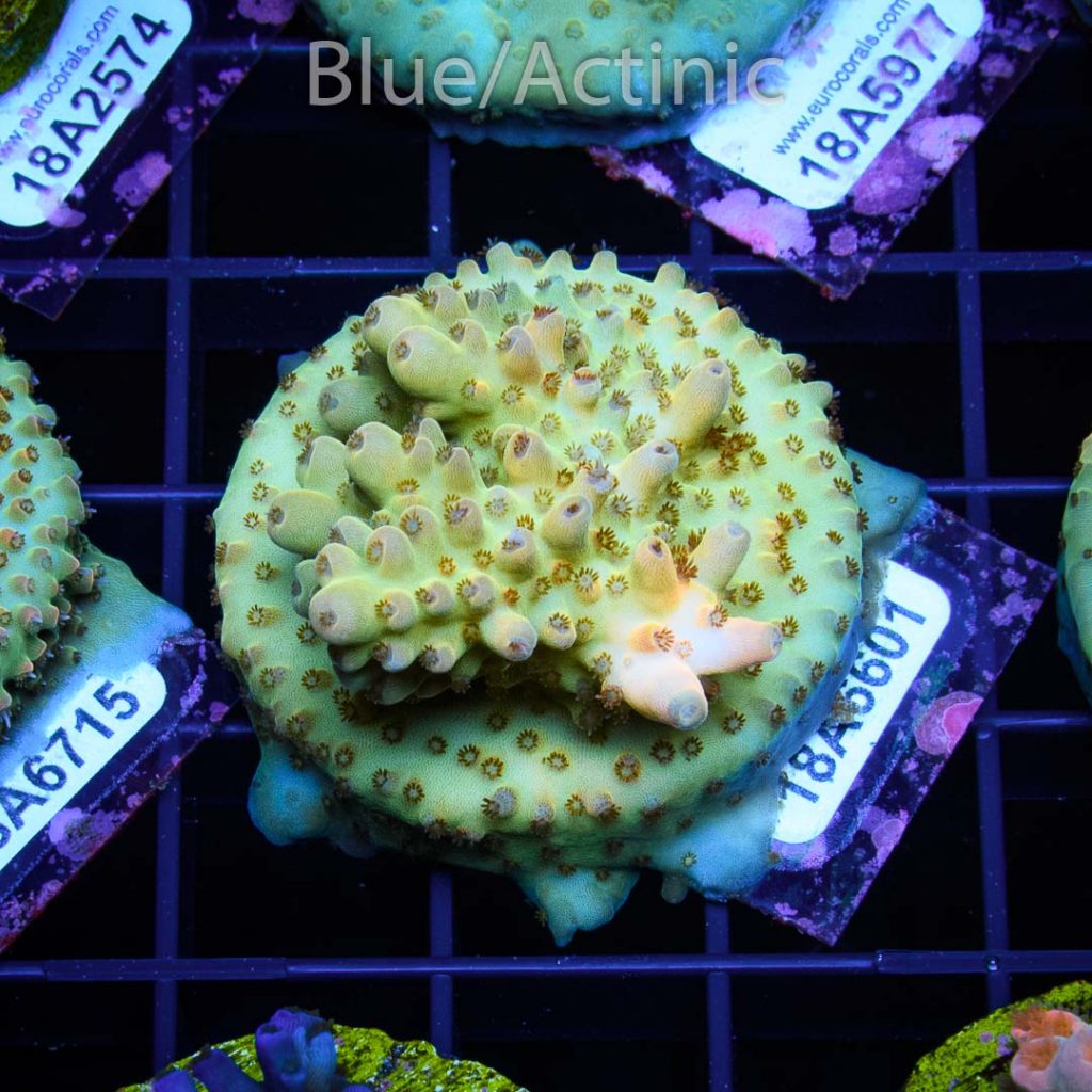 EC Amanaman Berry Acro - Image 2