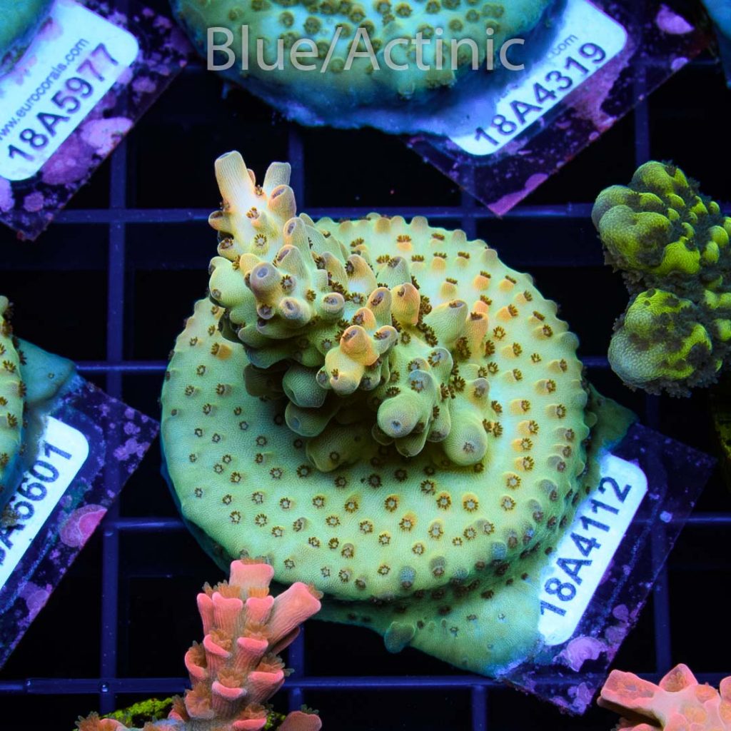 EC Amanaman Berry Acro - Image 2