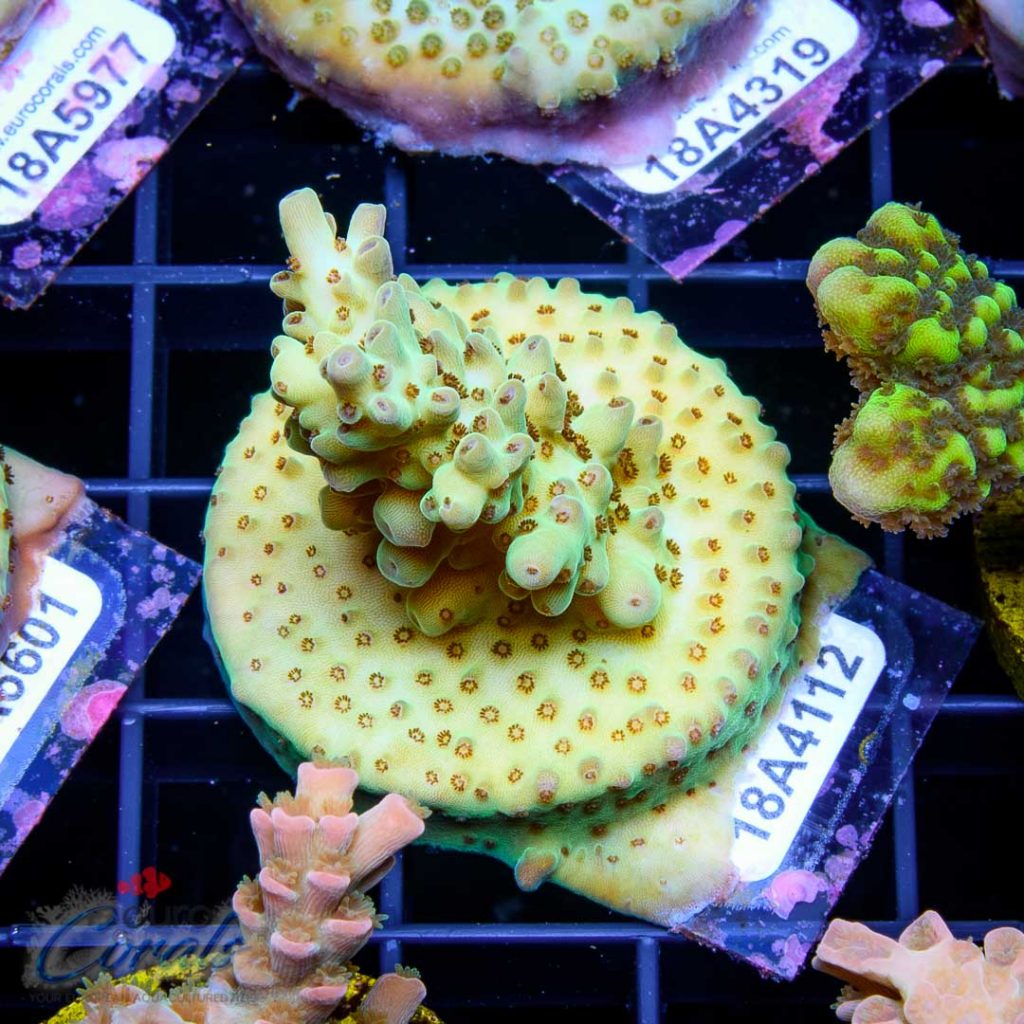 EC Amanaman Berry Acro