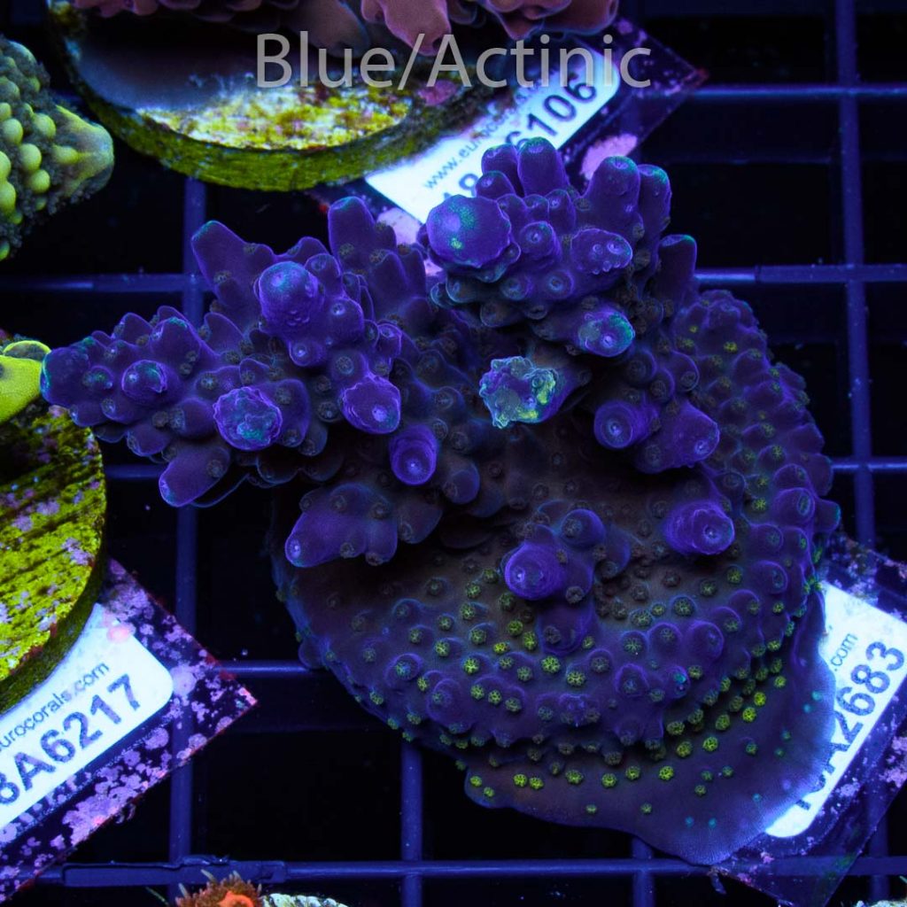 EC Blue/Purple Monster - Image 2