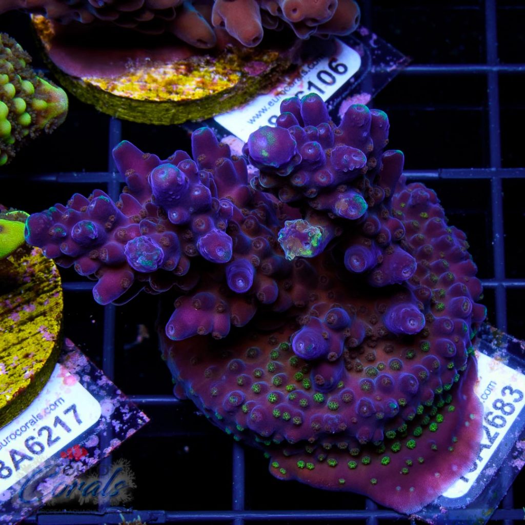 EC Blue/Purple Monster