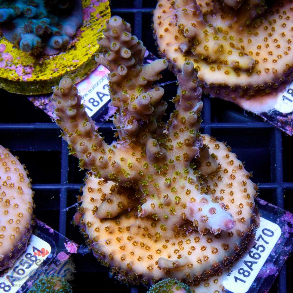 EC Rainbow Delight Acro