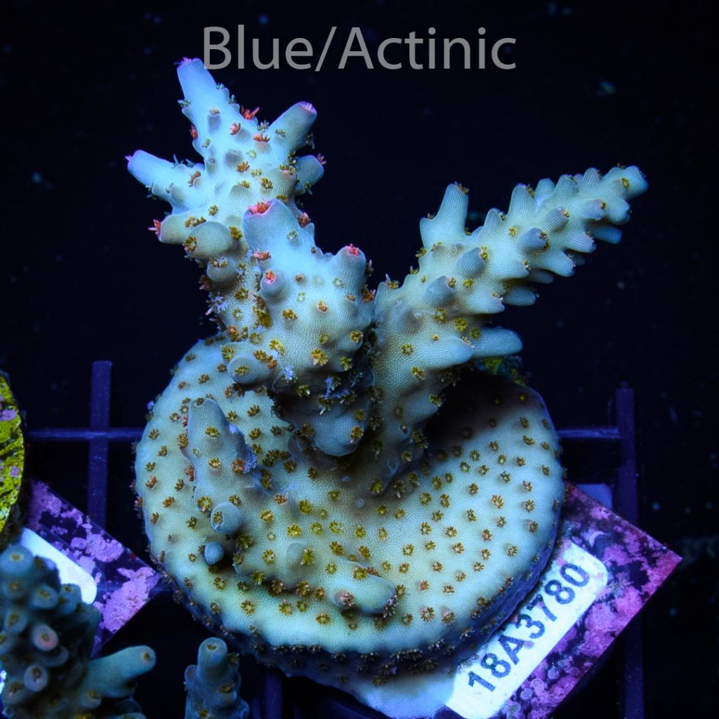 EC Rainbow Delight Acro - Image 2
