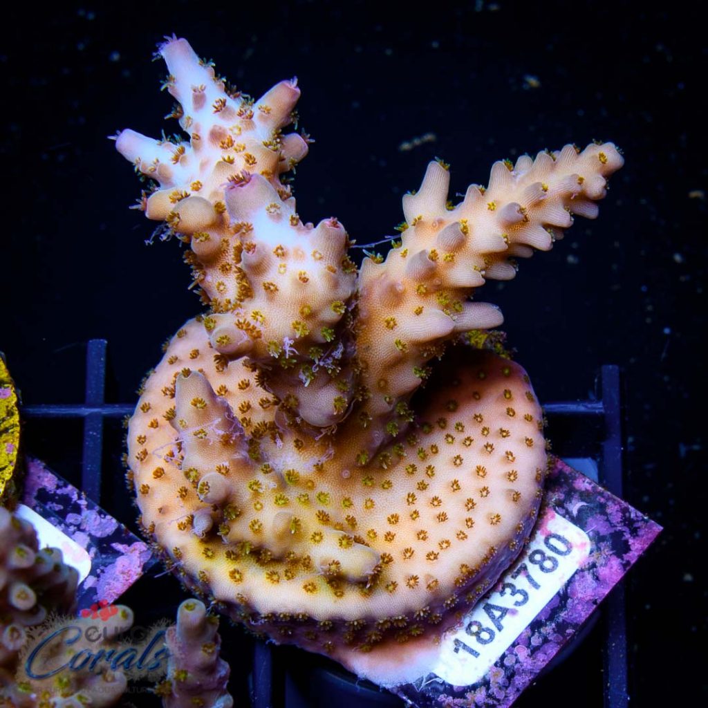 EC Rainbow Delight Acro