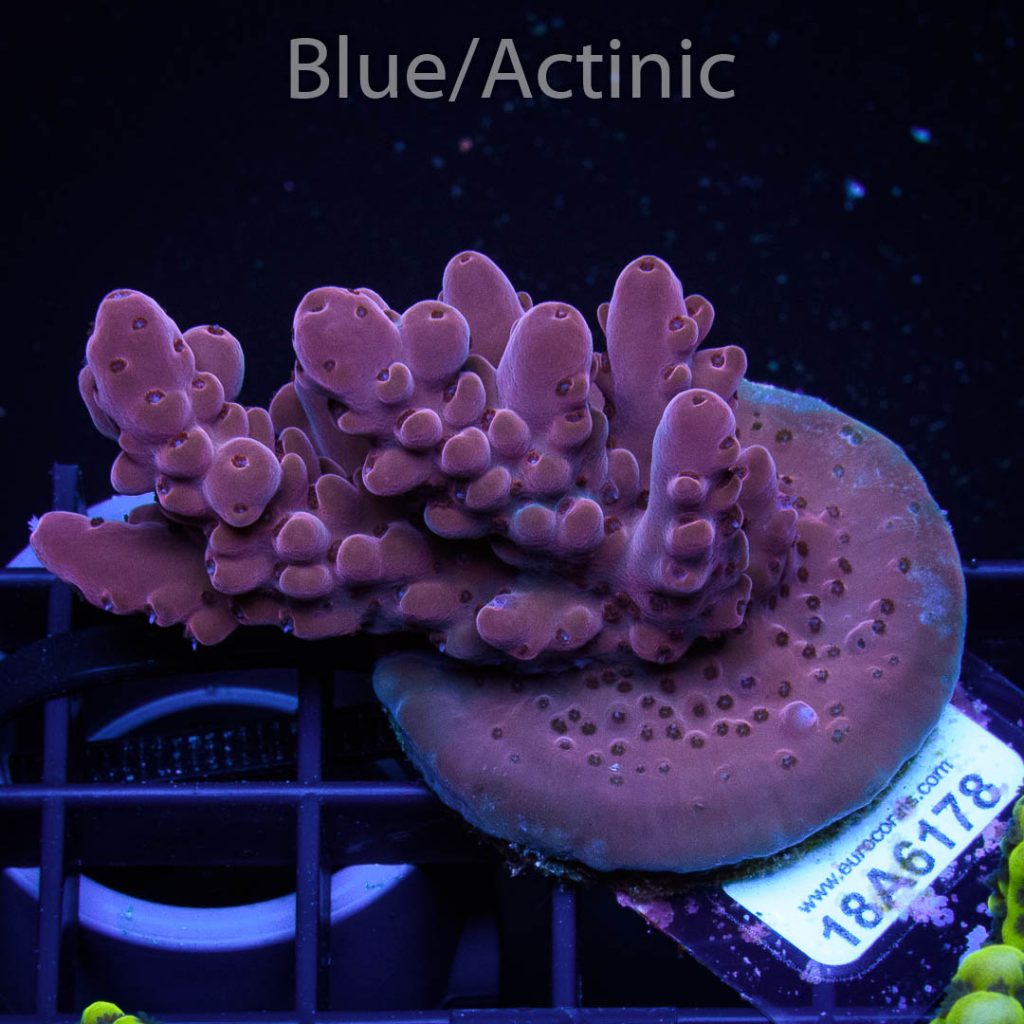 EC Purple Candle Acro - Image 2