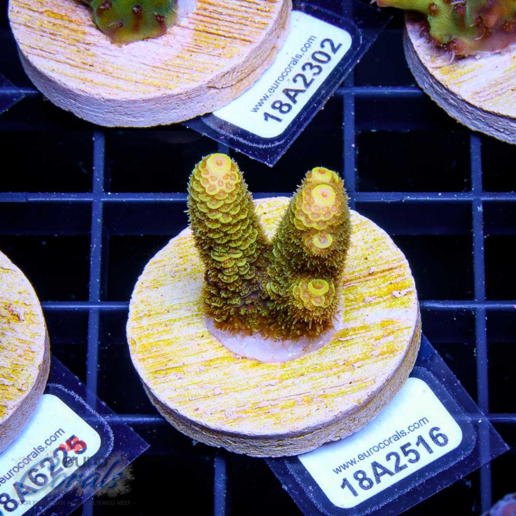 EC Akil's Crazzy Banana Mille