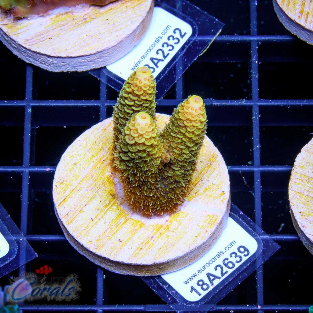 EC Akil's Crazzy Banana Mille