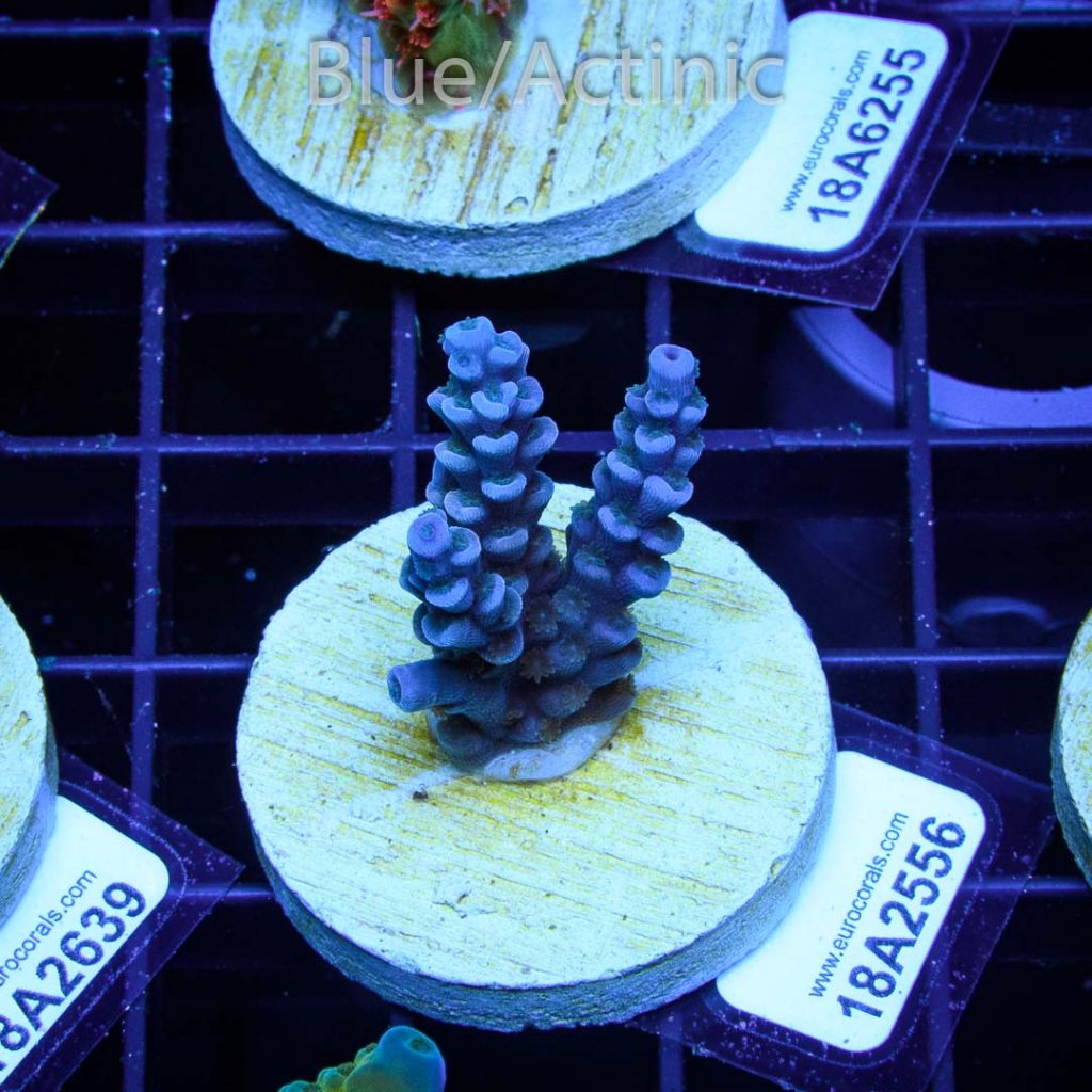 EC Blue Papa Smurf - Image 2