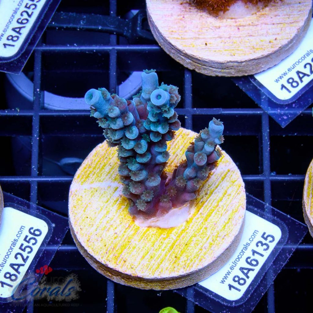 EC Blue Papa Smurf