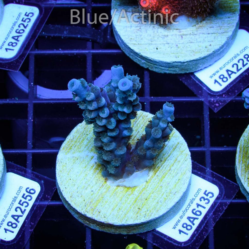 EC Blue Papa Smurf - Image 2