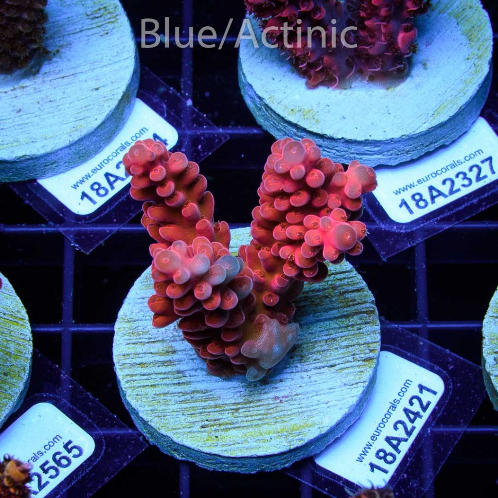EC Akil's Gilligan Acro - Image 2