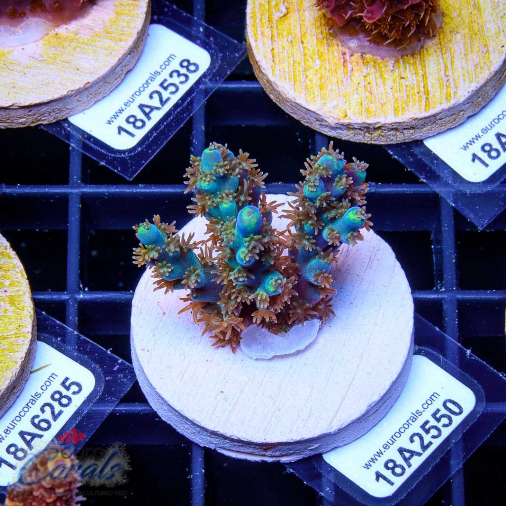 EC Akil's Blue Flame Acro