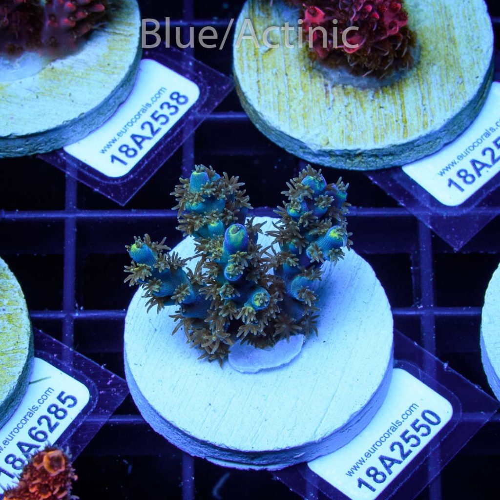 EC Akil's Blue Flame Acro - Image 2