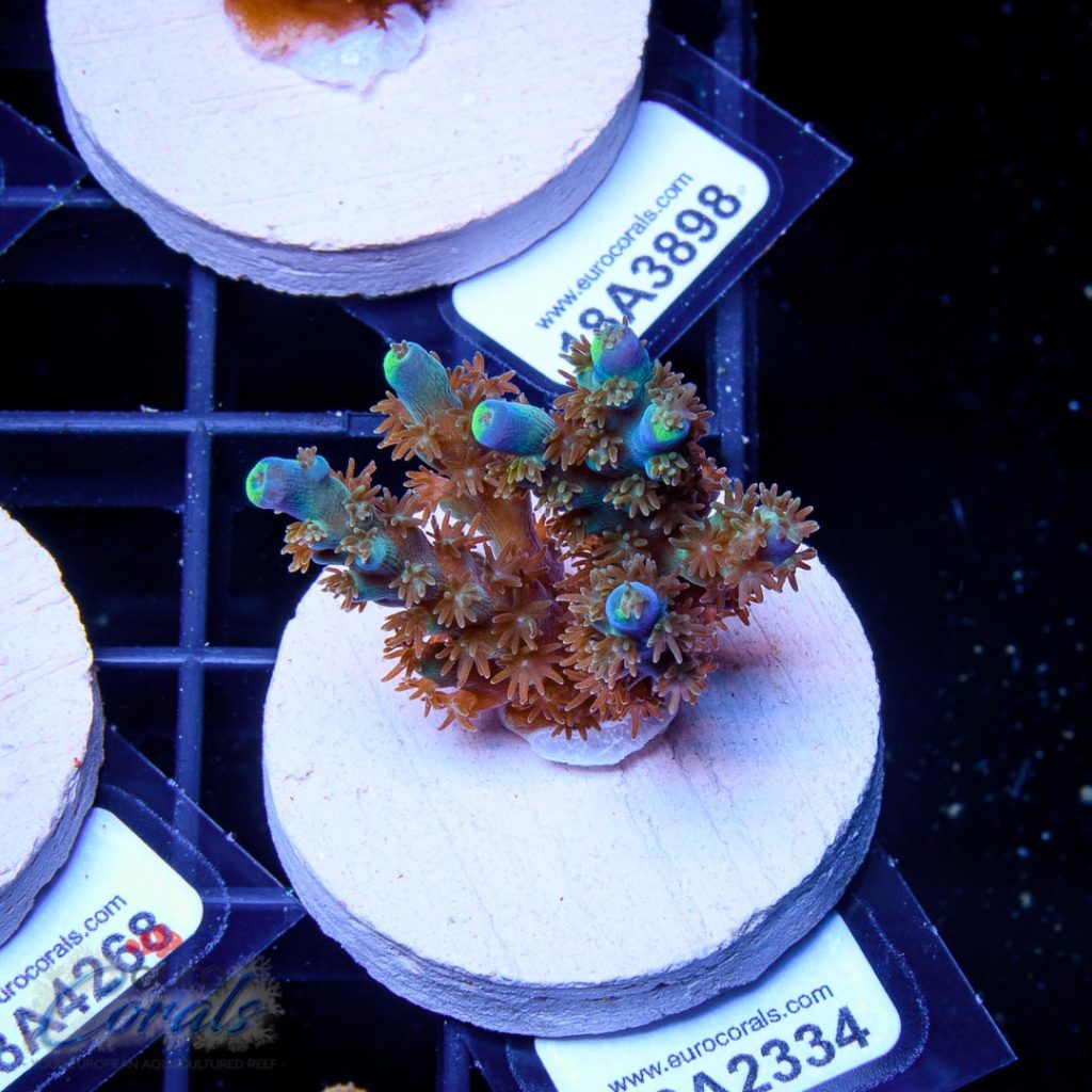 EC Akil's Blue Flame Acro
