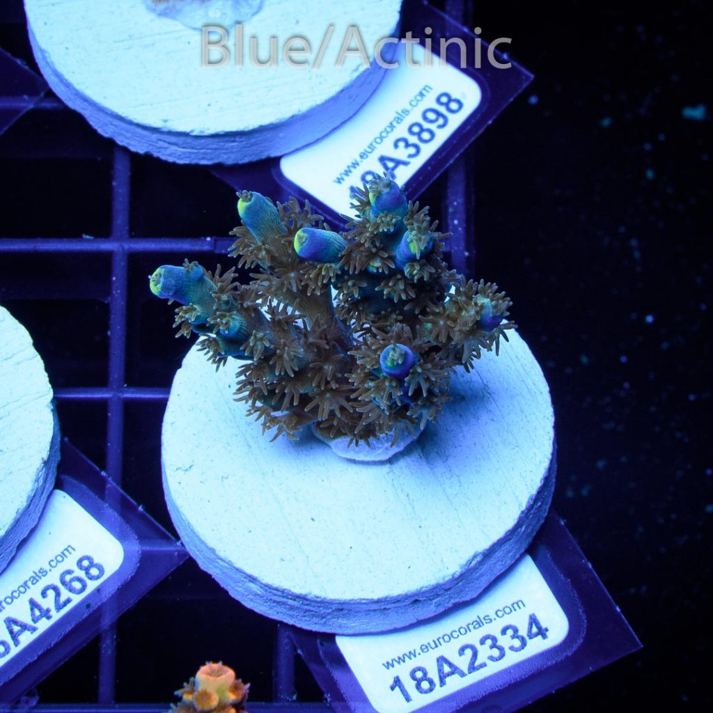 EC Akil's Blue Flame Acro - Image 2