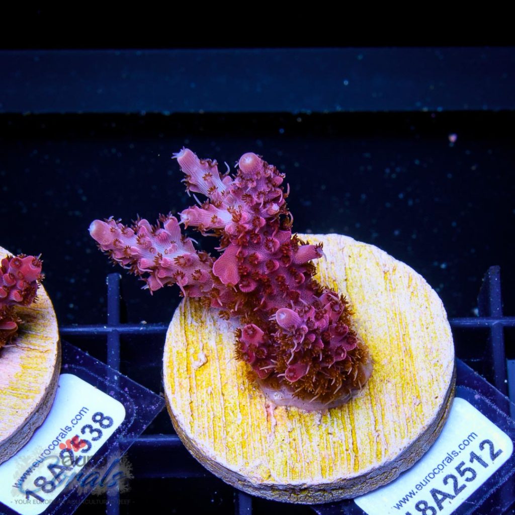 EC Akil's Red Diablo Acro