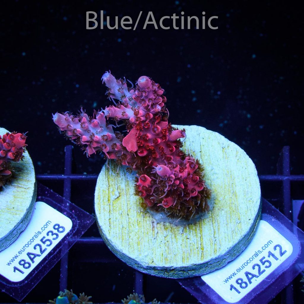 EC Akil's Red Diablo Acro - Image 2