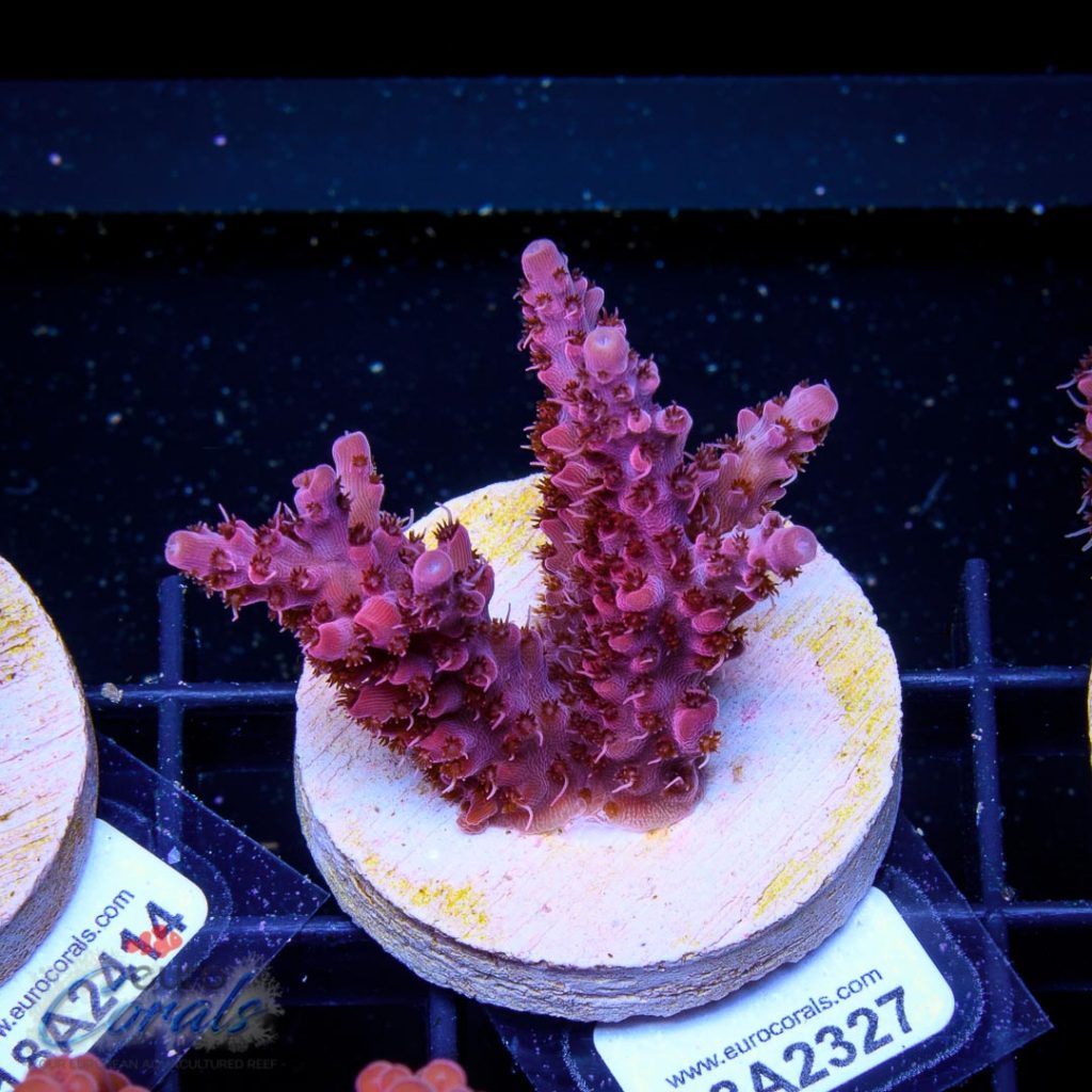 EC Akil's Red Diablo Acro