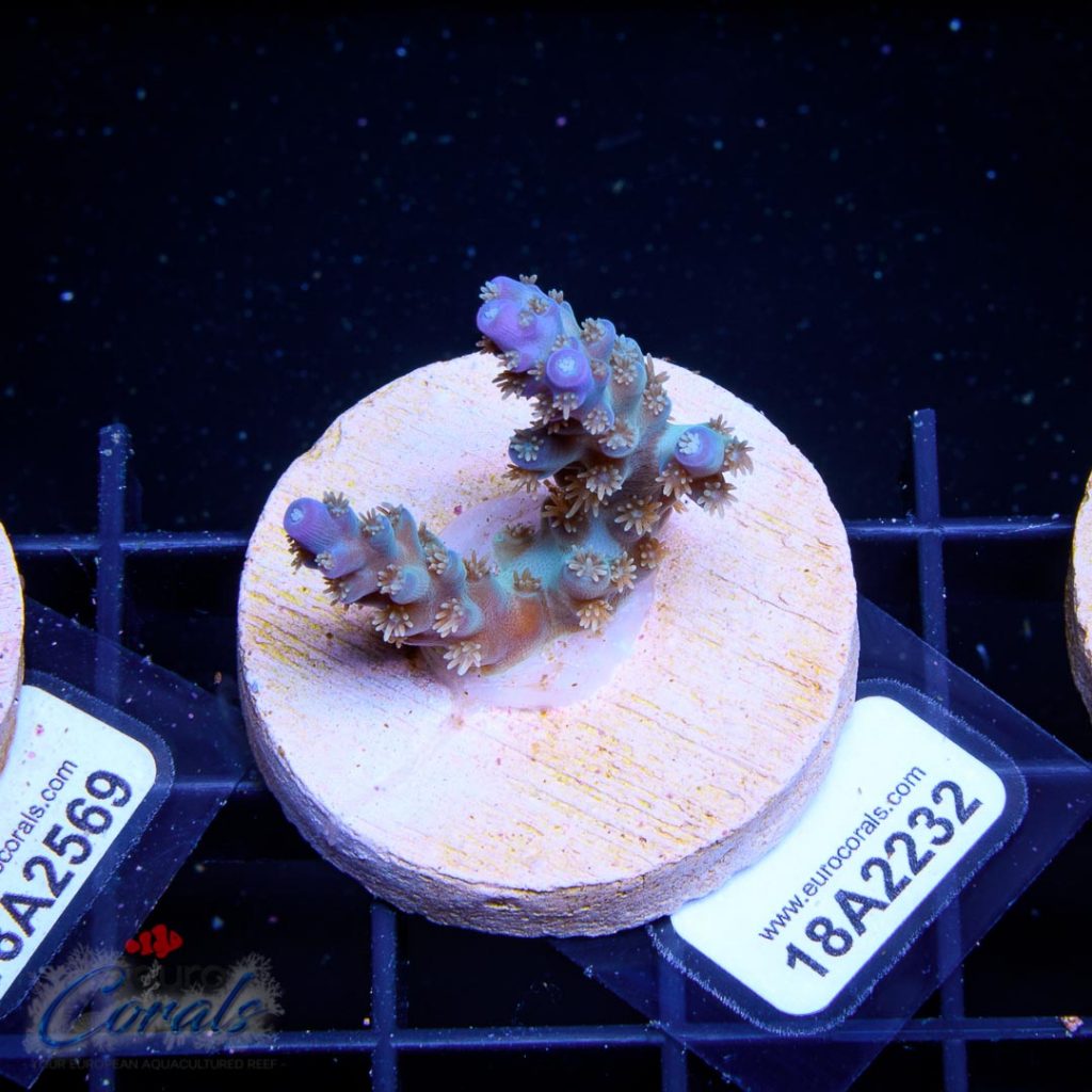 EC Pearlberry Acro