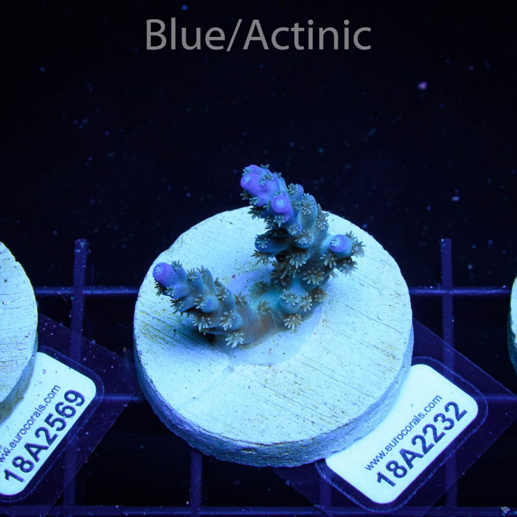 EC Pearlberry Acro - Image 2