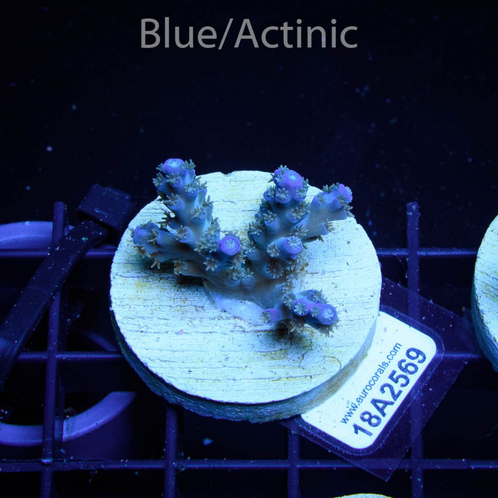 EC Pearlberry Acro - Image 2