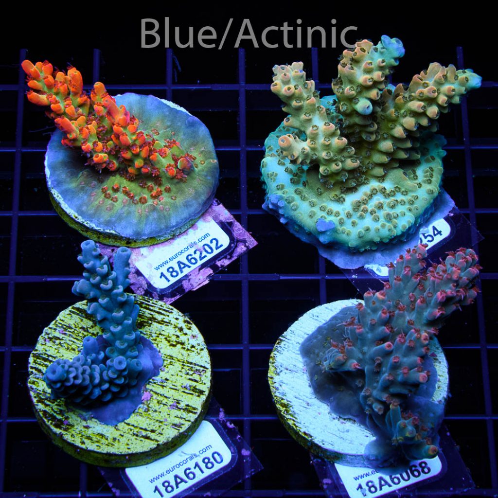 EC Acro Premium 4 Pack - Image 2