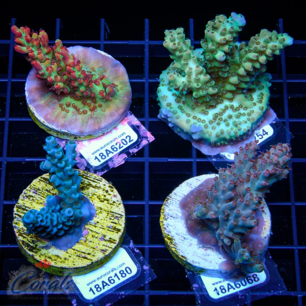 EC Acro Premium 4 Pack