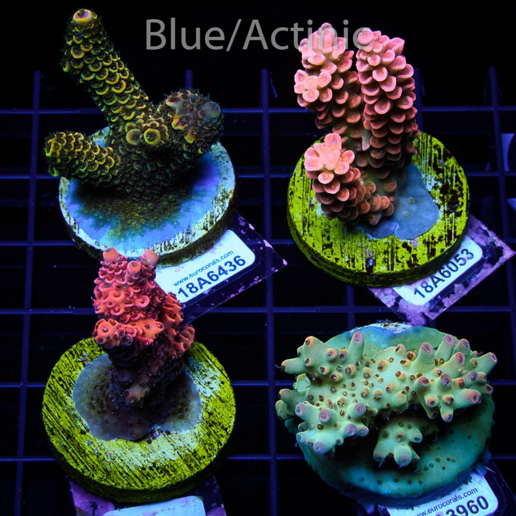 EC Acro Premium 4 Pack - Image 2