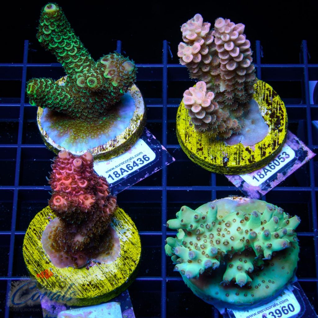 EC Acro Premium 4 Pack