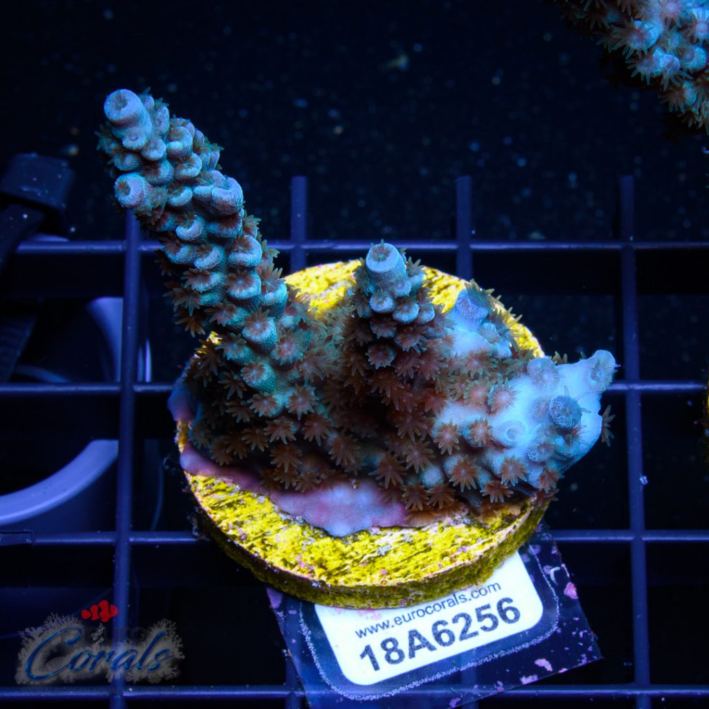 EC Hunch Punch Acro