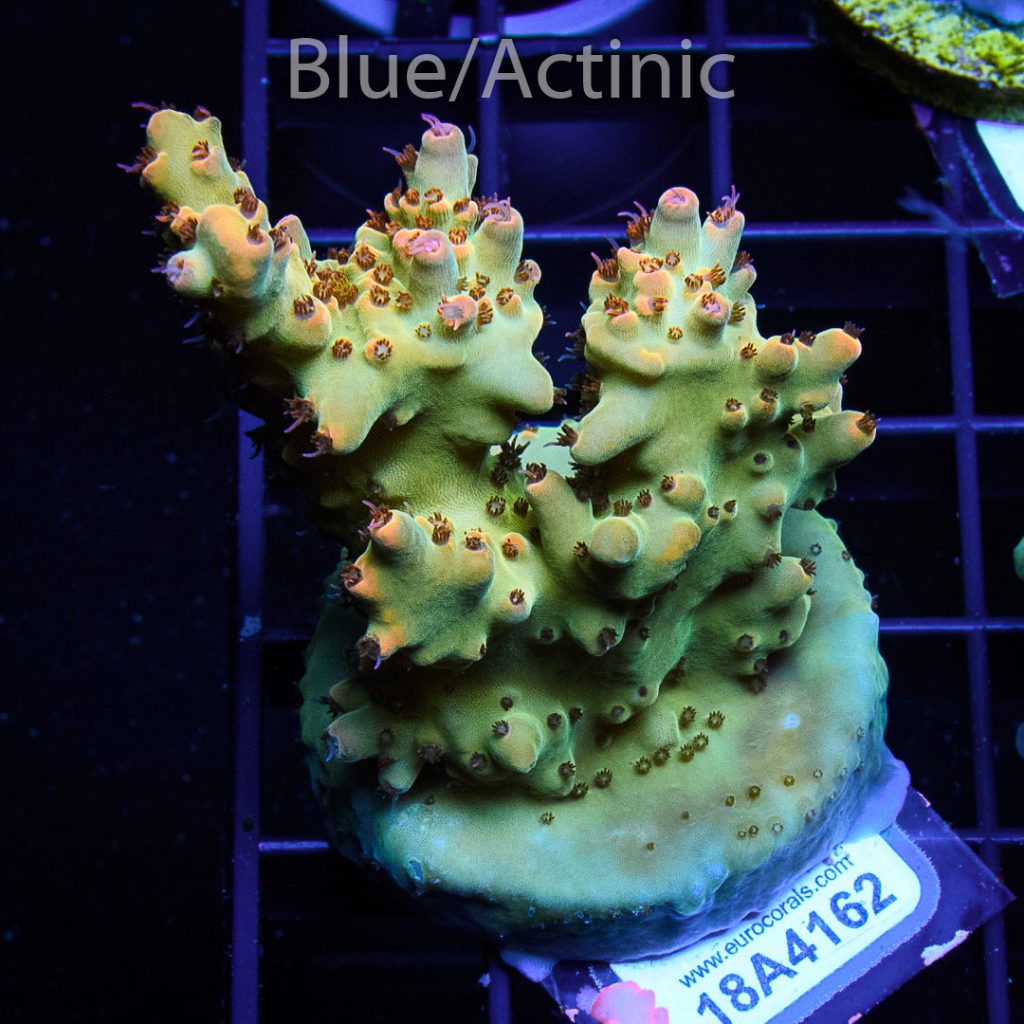 EC Amanaman Berry Acro - Image 2