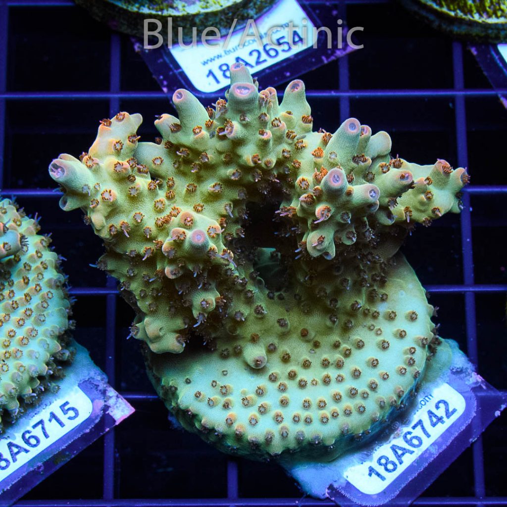 EC Amanaman Berry Acro - Image 2