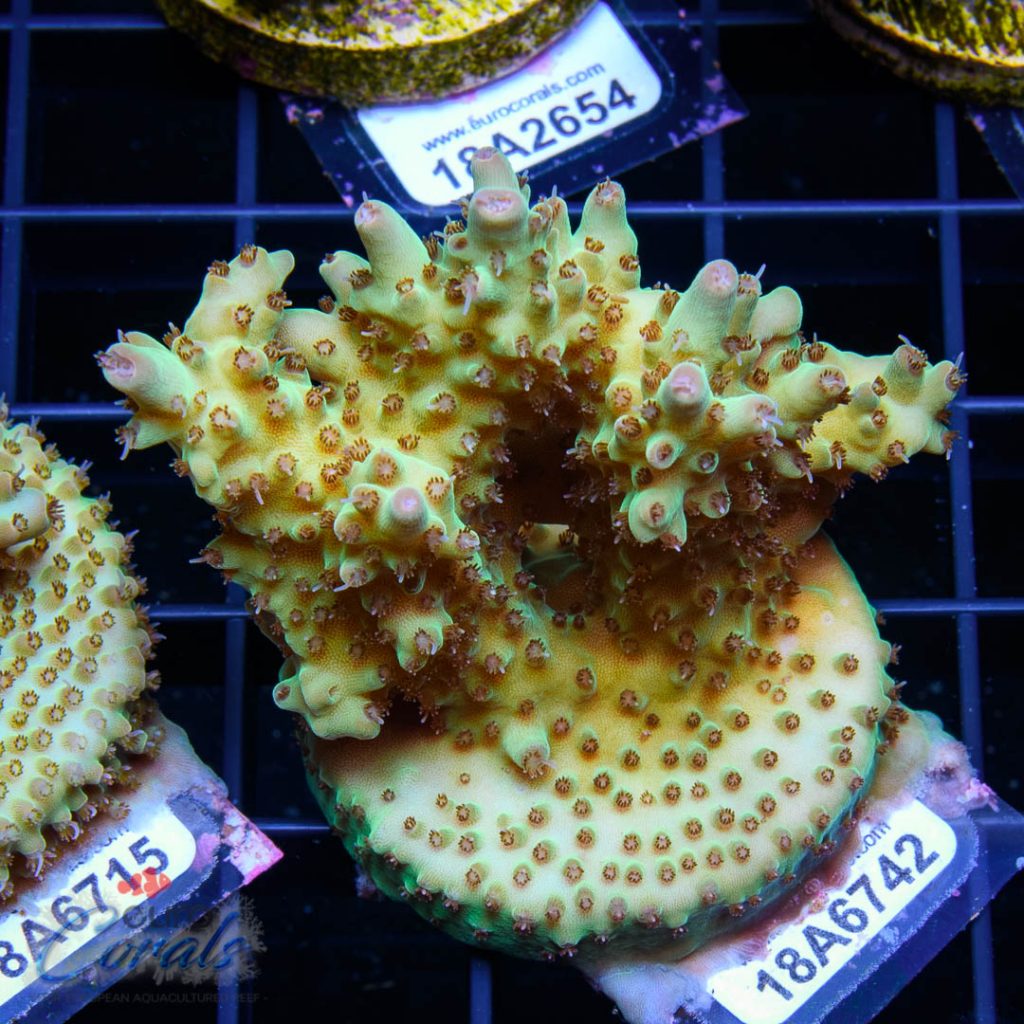 EC Amanaman Berry Acro