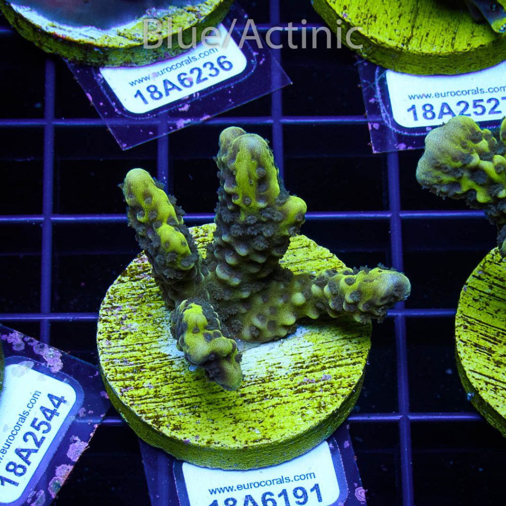 EC Slimeball Setosa - Image 2